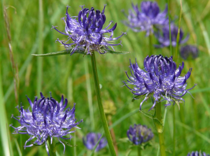 Harpagophytum : l’anti-inflammatoire qui soulage les articulations Harpagophytum : l’anti-inflammatoire qui soulage les articulations
