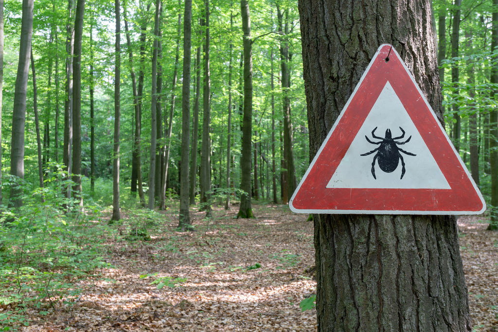 Maladie de Lyme : des antibios inutiles 4 fois sur 5 Maladie de Lyme : des antibios inutiles 4 fois sur 5