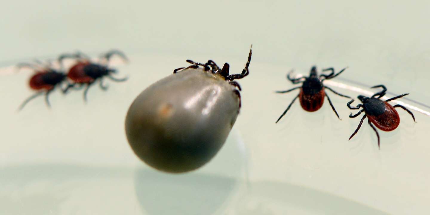 Maladie de Lyme : les députés américains veulent savoir si l’armée a utilisé des tiques comme armes biologiques Maladie de Lyme : les députés américains veulent savoir si l’armée a utilisé des tiques comme armes biologiques