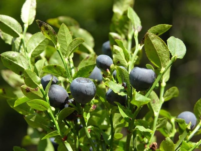 Consommer des myrtilles serait bon pour le coeur Consommer des myrtilles serait bon pour le coeur